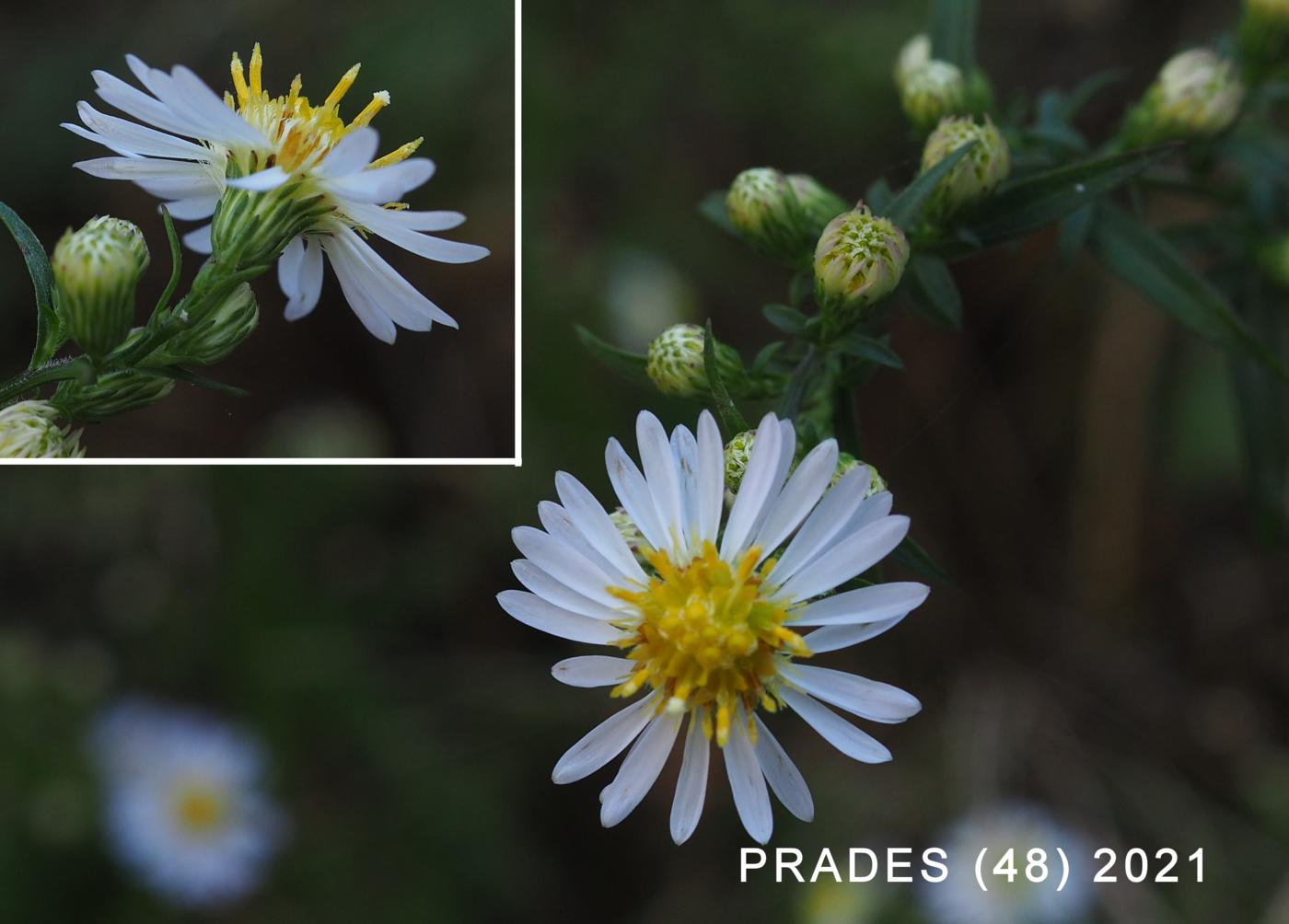 Michaelmas Daisy, Narrow-leaved flower